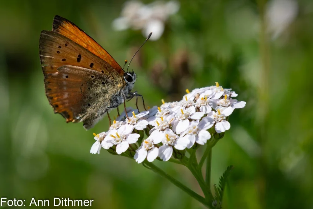 Alm. Røllike Alm. Røllike